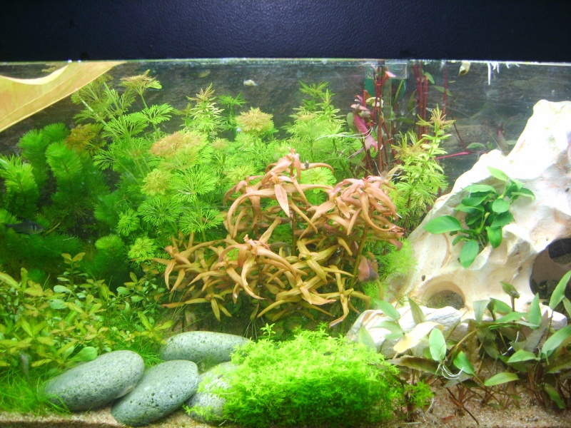 Mes aquariums - nouvelles photos !  S8004019