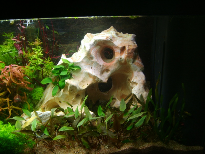 Mes aquariums - nouvelles photos !  S8004020