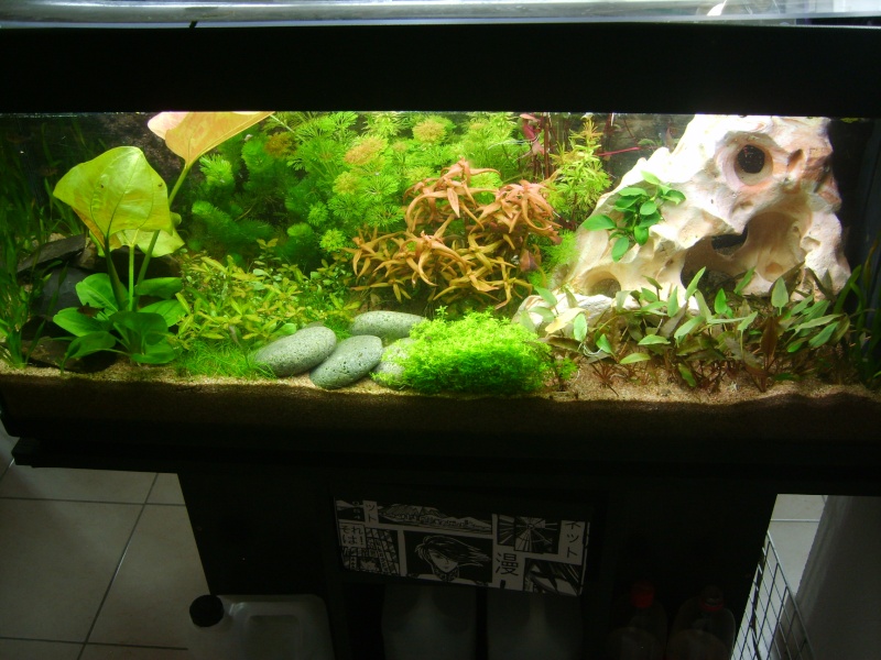 Mes aquariums - nouvelles photos !  S8004021