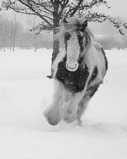 Encore dans la neige, au Québec !  nv p_11 - Page 5 27_dri10