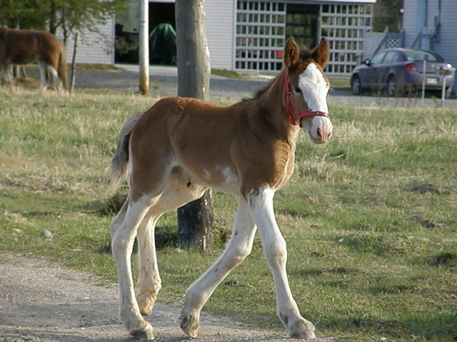 Été au Québec vidéos P_12 P5139723