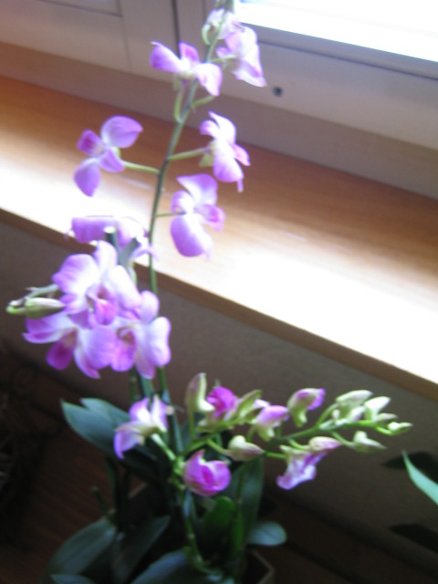 Orchidées suisses :-) Dendro10
