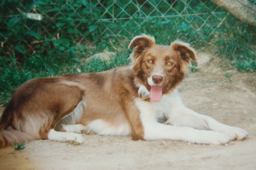  SOS BORDER COLLIE VOLE A LYON Dsc_0614