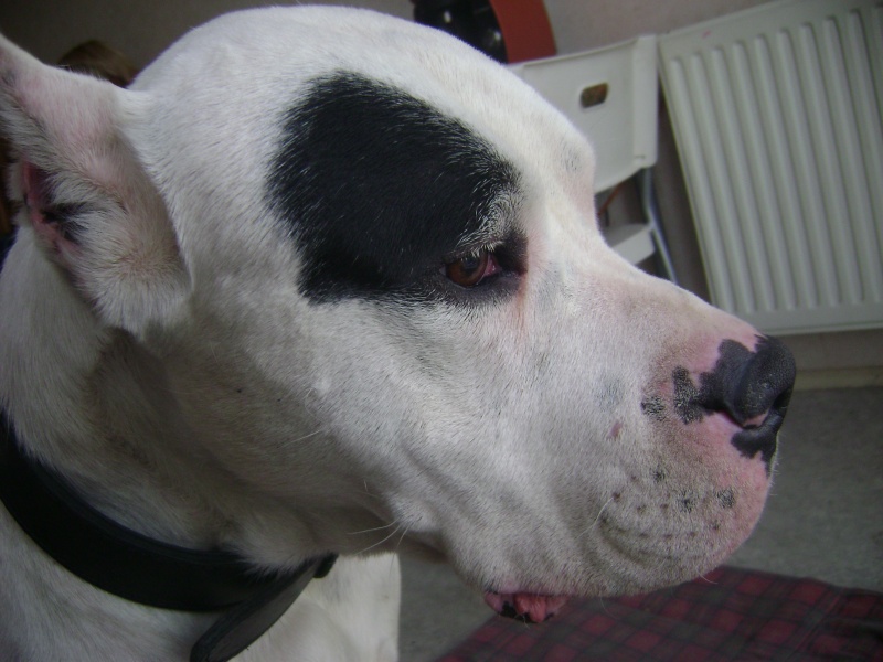 Roy dogo male 6ans lof recherche un foyer Dsc03324