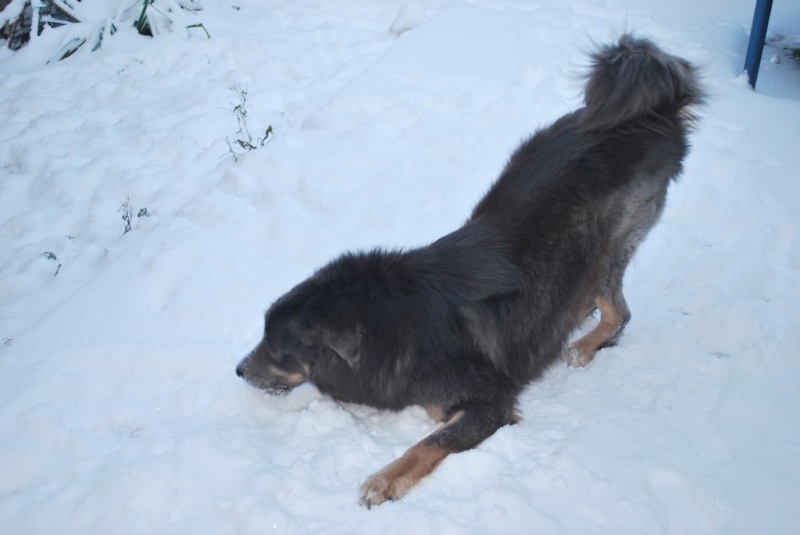 Mes chiens dans la neige Dsc_0510