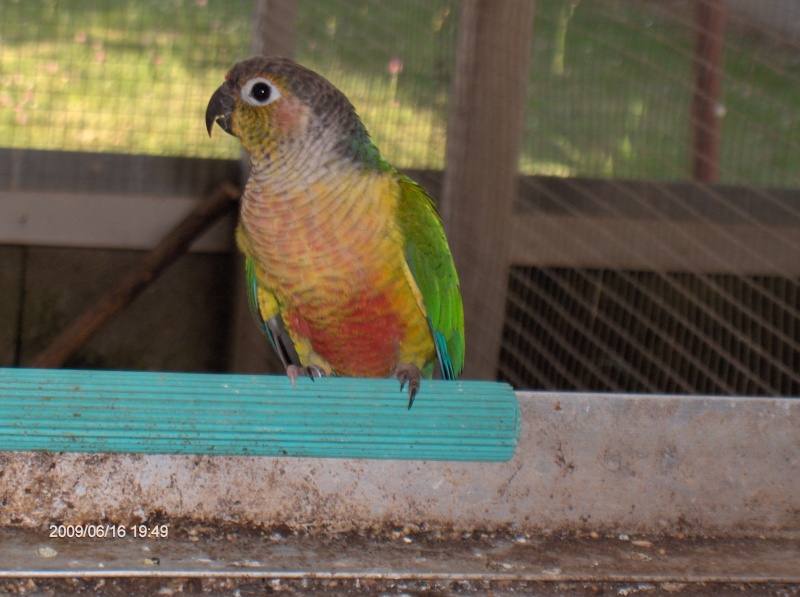 mes conures à joues vertes - Page 4 Hpim1525