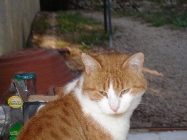 Trouve Chat Male Tabby Roux Et Blanc A Saint Cyr 11 10