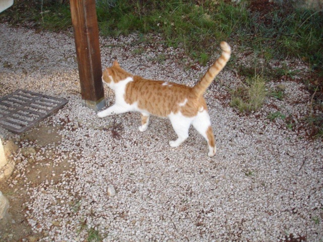 Trouve Chat Male Tabby Roux Et Blanc A Saint Cyr 11 10