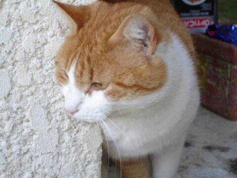 Trouve Chat Male Tabby Roux Et Blanc A Saint Cyr 11 10