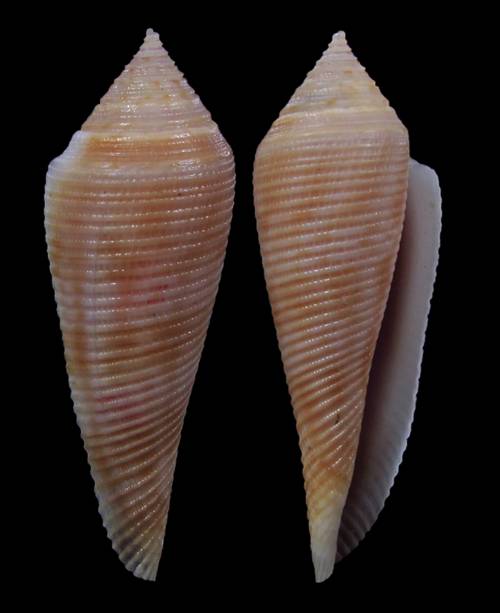 Conasprella (Fusiconus) viminea  (Reeve, 1849)  E9e68910