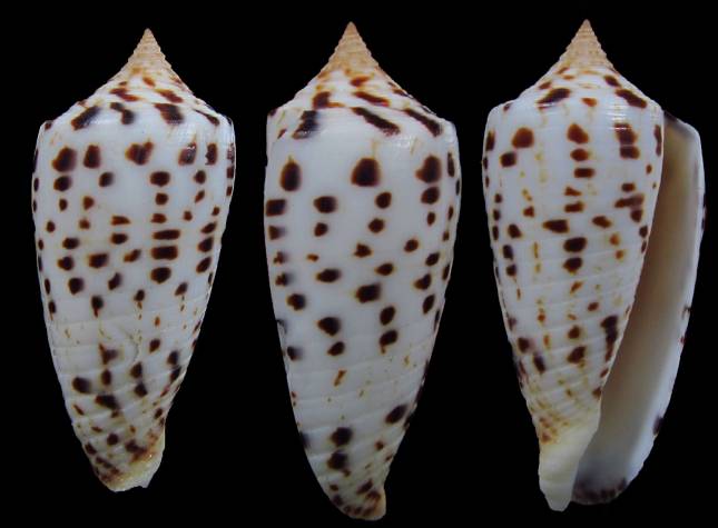 Conus (Phasmoconus) zapatosensis   Röckel, 1987 Eb7f5d10