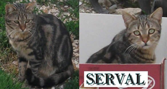 SERVAL, jeune chat très affectueux Serval10