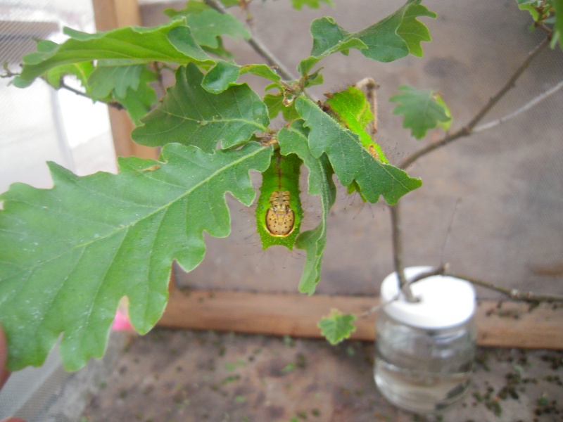 A.pernyi (poupounes) Dscn1916