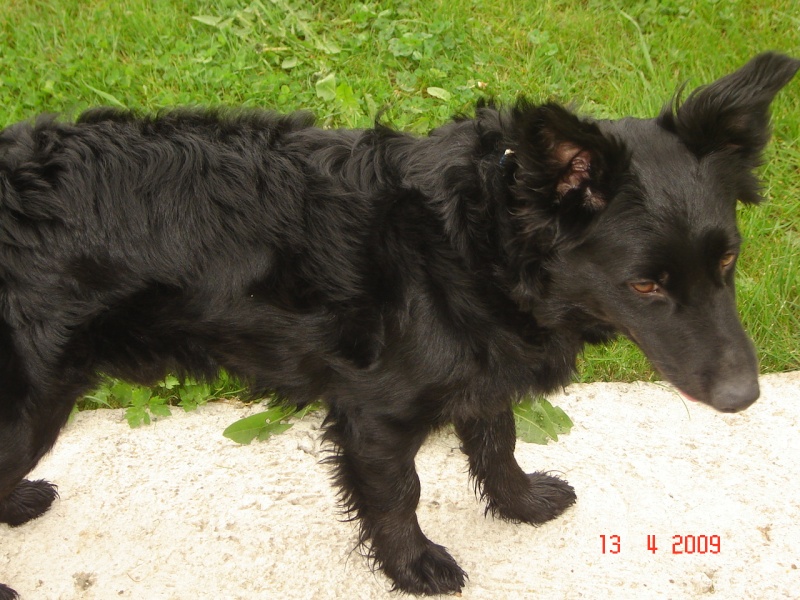 Dandy x ratier/ basset/epagneul noir 3 ans mâle Dsc03220