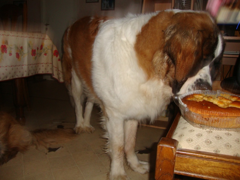 mon gros nounours qui féte 1 ans Demain27