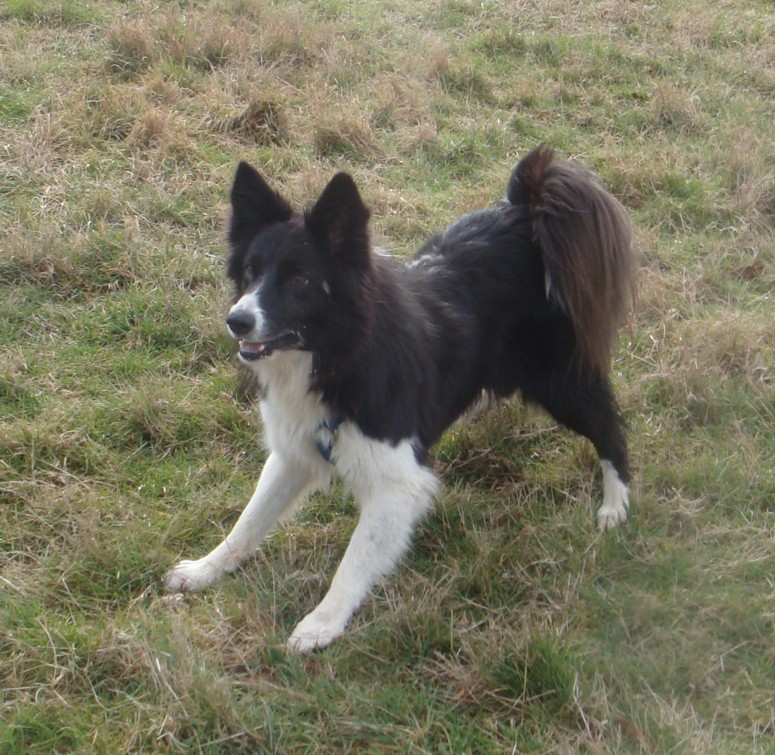 Usoa, border collie, squatte chez On angel wings - Page 2 Dsc02618