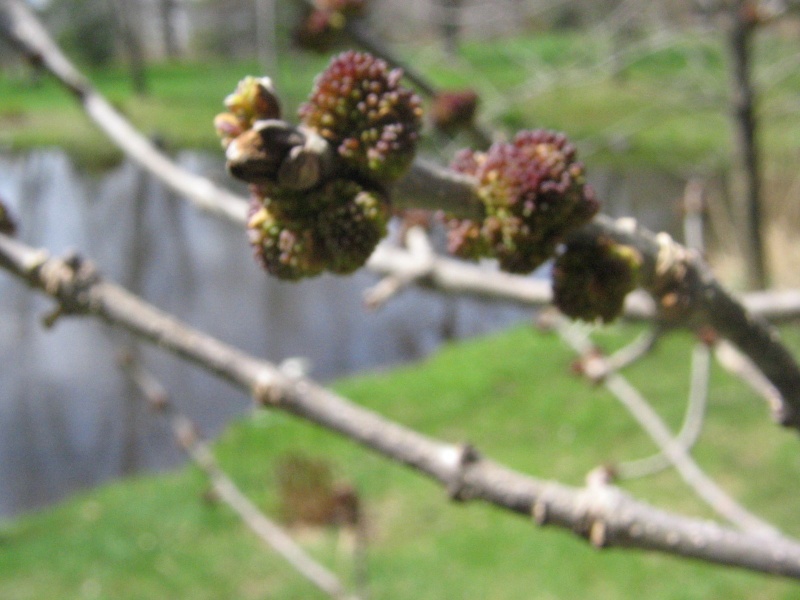 arbre à identifier Plante19