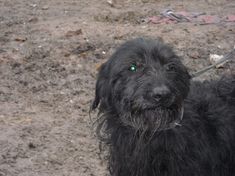 80 -MOUSTACHE griffon/korthal mâle 2 ans de béthune 7a65c510