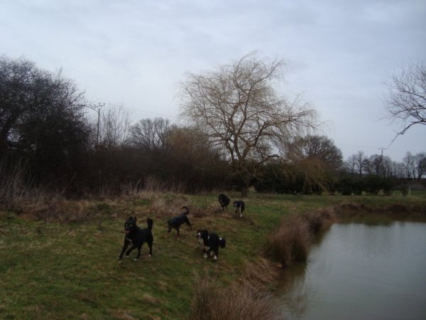 5 x Border, une femelle et 4 males - EUTHA PREVUE Dsc02823