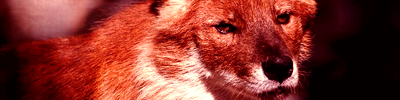 Partie de chasse [Gaea] Loup10