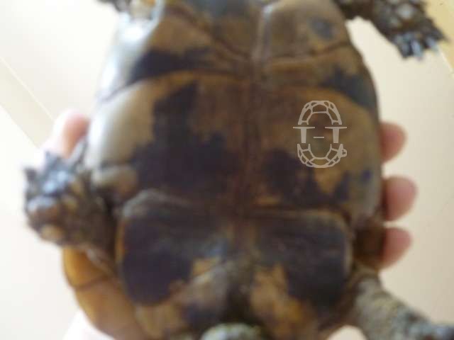 la race de ma tortue 185c_p10