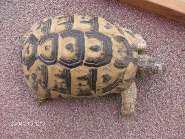 Que pouvez-vousme dire sur cette tortue??? Hpim2511