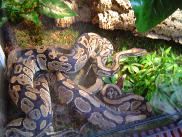 Choisir un serpent après un Pantherophis Guttata - Page 2 Python27
