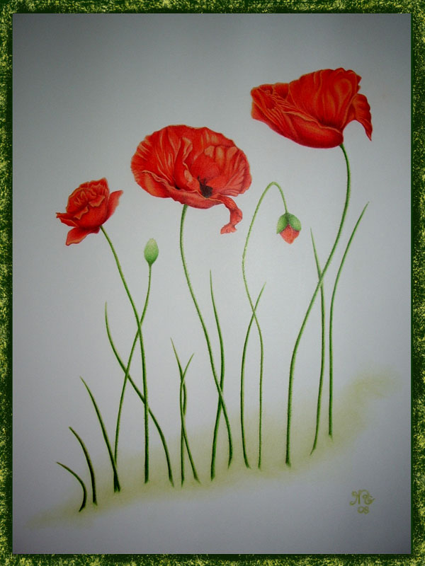 Simples coquelicots Coquel11