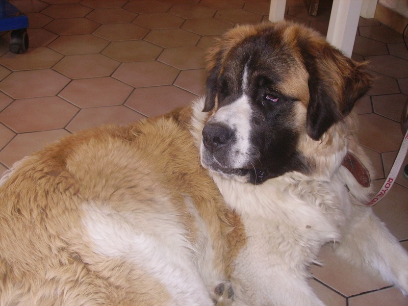 perdue chienne st bernard sur lançon de provence (13) Baka310