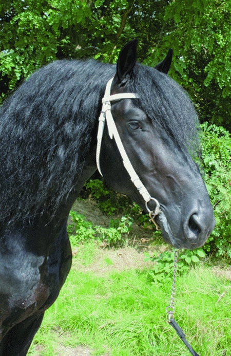 Douwe Arend poulain Frison Maurit12