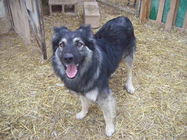 CAMARON  Husky/B Belge - CUENCA (ESPAGNE) ADOPTE 100_1810