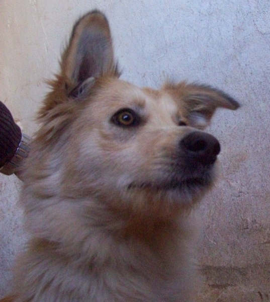 MICA - Chiot 9 mois - CUENCA (ESPAGNE) ADOPTEE 100_2012