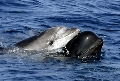 Masacre contra el Delfín Calderón Delfin10