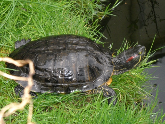 Trachemys, pseudemys et les copines. 02710