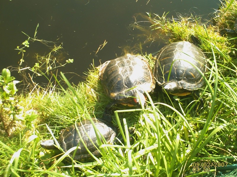 Des tortues en bassin Pict0112