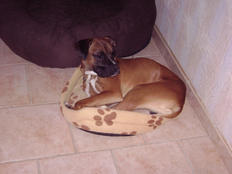 barok x boxer +ou- 4 ans Dsc03711