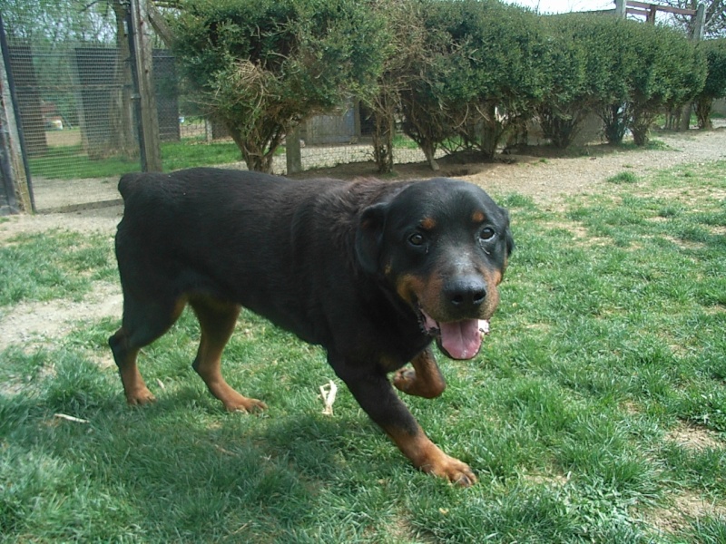 Pacha, Rottweiler de 11 ans, n'a jamais connu le bonheur - En pension (85) Pa1110