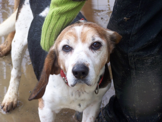 ATHOS, croisé beagle mâle, 10 ans (49) 100_9918