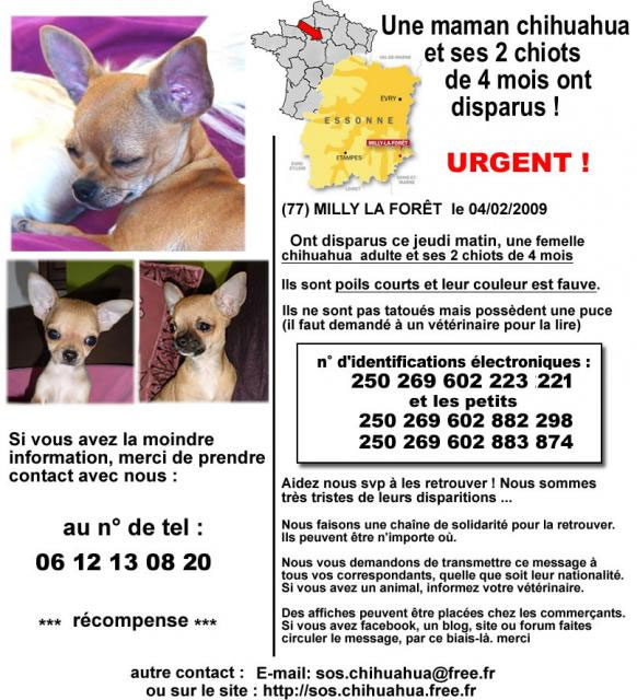 Vol de portée de chihuahua en region parisienne Affich10