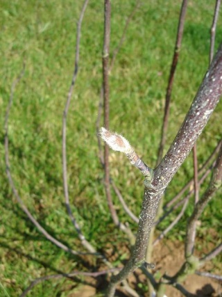 magnolia Dsc07942