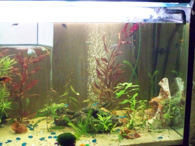 mon aquarium 102_1613