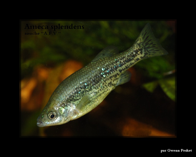 Ameca splendens souche 01, AFV 2004 Dsc_0014