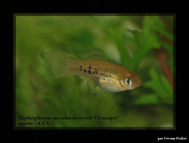 Xiphophorus nezahualcoyotl "Ocampo" Dsc_0213