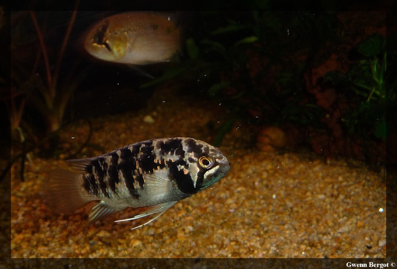 Fish room à Morlaix Ivanac11