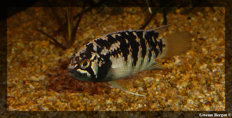 Fish room à Morlaix Ivanac12