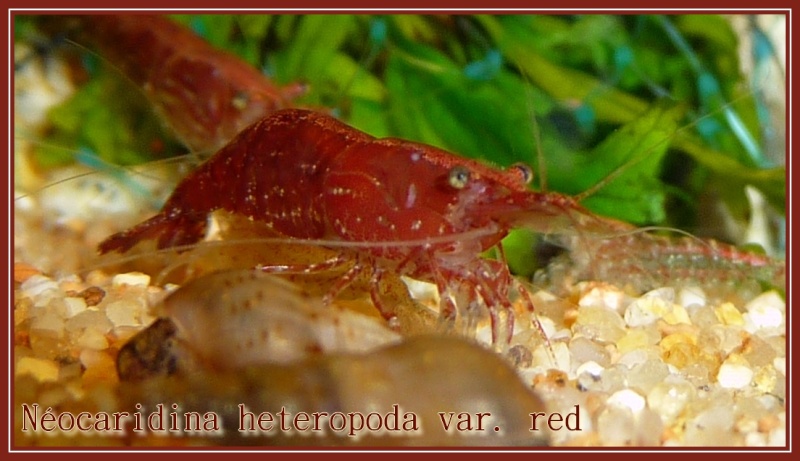 Néocaridina heteropoda var. red P1010618