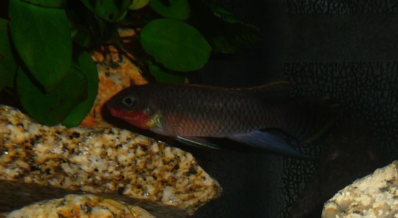 Pelvicachromis Taeniatus Nigeria rouge P1010910