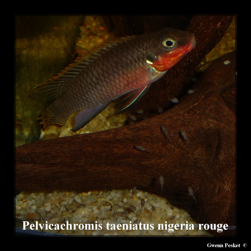 Pelvicachromis Taeniatus Nigeria rouge - Page 2 P1040812