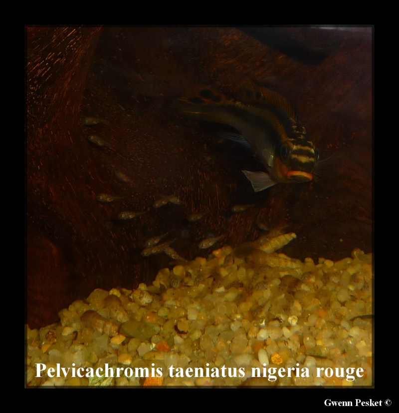 Pelvicachromis Taeniatus Nigeria rouge - Page 2 P1040910