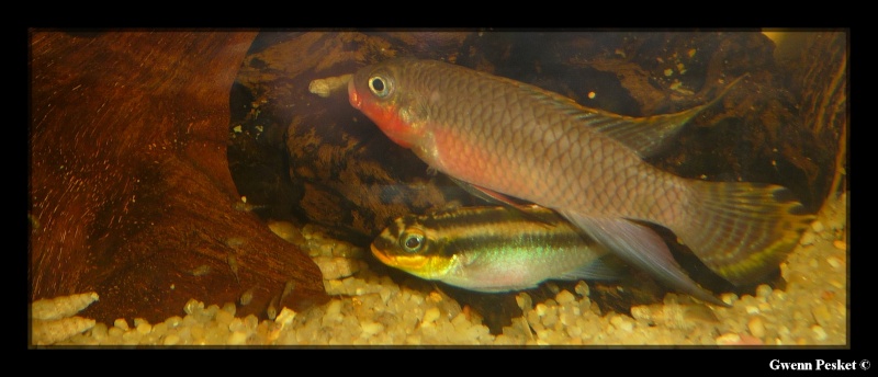 Pelvicachromis Taeniatus Nigeria rouge - Page 2 P1040911